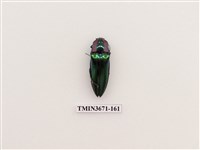 藏品(叩頭蟲(2))的圖片